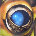 Augenblick eines Giftlaubfrosches; Acryl auf Leinwand;
30 x 30 cm